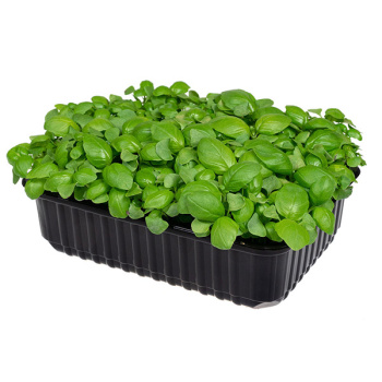 Базилик, 30г