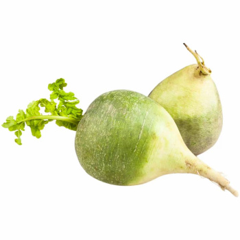 Редька зеленая