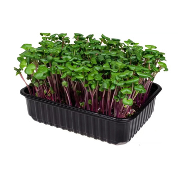 Редис Ред Коралл, 30г