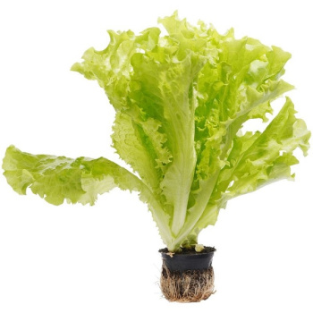 Салат_Листовой