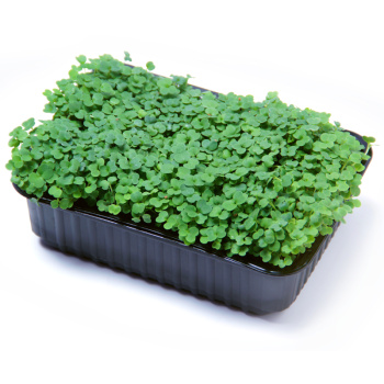 Руккола, 30г