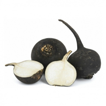 Редька_черная