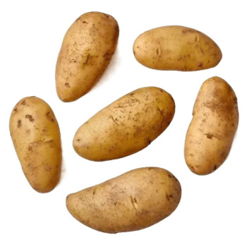 Картофель молодой Египет